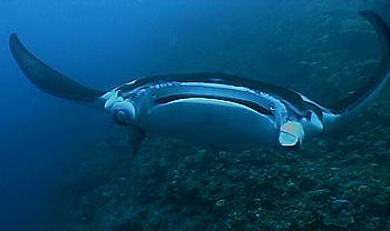 Giant manta rays with up to 6 m wingspan
