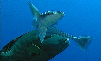 Near-collision with a giant grouper
