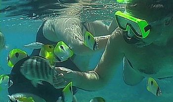 Snorkeling as in the aquarium