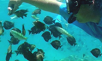 Trusting coral fish can be fed