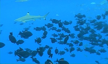Swimming with dangerous reef sharks