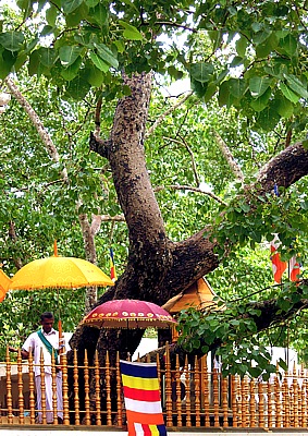 Oldest and most holy Bodi tree of the world in Anuradhapura