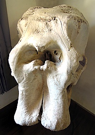 Elephant skull in Horton Plains National Park House