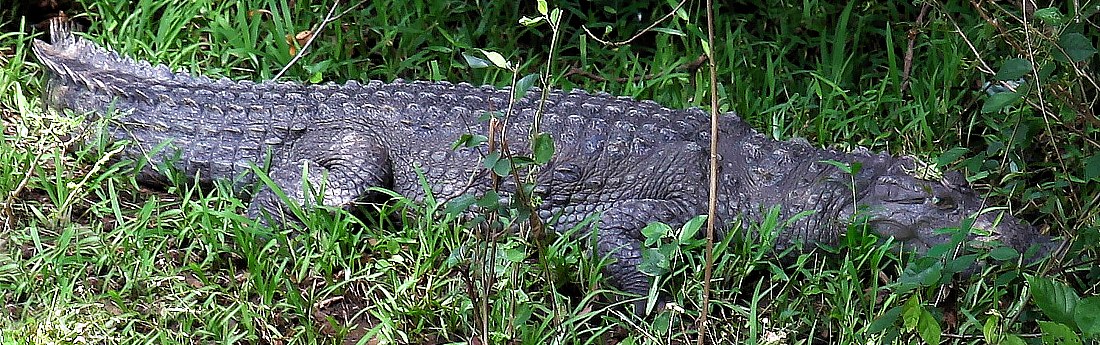 Wild living crocodile makes siesta on the riverside