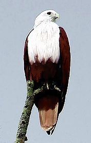 White-tailed sea eagle in Horton Plains National Park