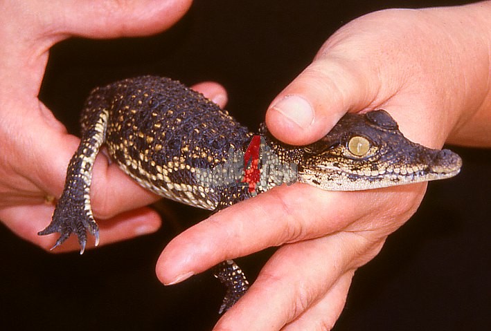 Nile crocodile baby 15 month old