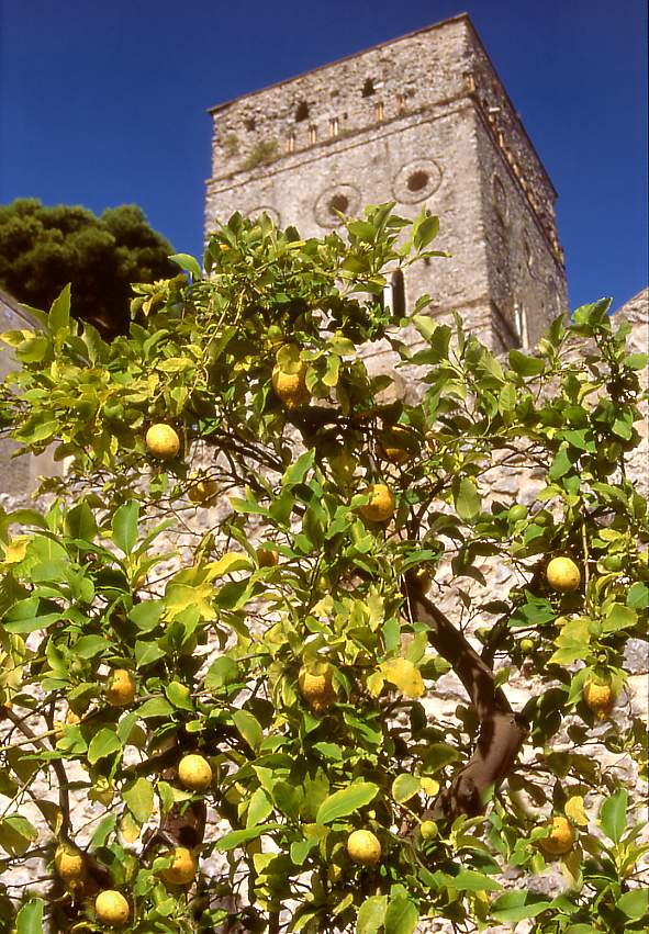 Lemon tree in the Villa Rufolo