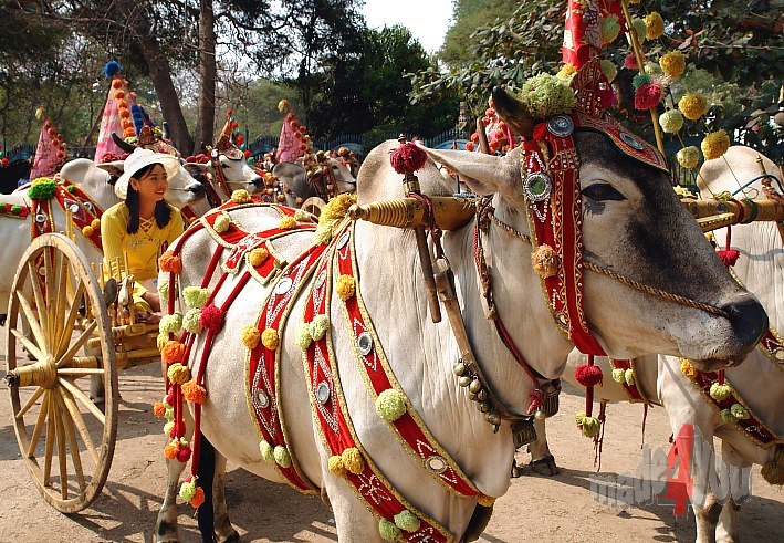 Magnificently decorated ox-drawn cart during novices festival in Mandalay