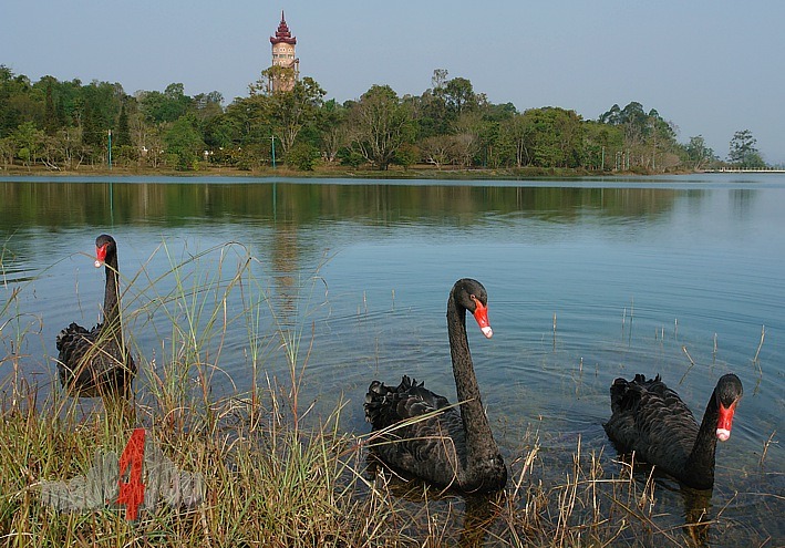 Black swans in Royal Lake in Pyin Oo Lwin