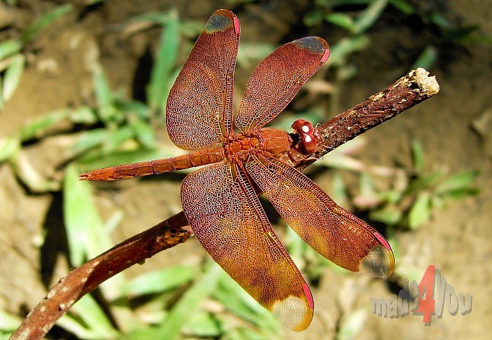 Burmese dragonfly
