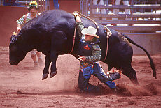 Bullriding on Rodeo