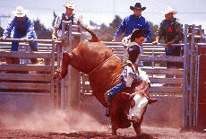 Bullriding on Rodeo