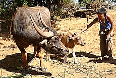 Waterbuffalo mama with baby calf