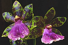 Exotique Orchids