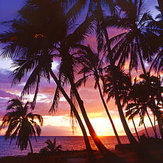 Sunset unter Palmen auf Hawaii