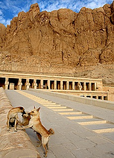 Straying dogs in front of Hatshepsut Temple in Theben