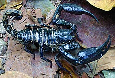 Scorpion in der Jungle Lodge