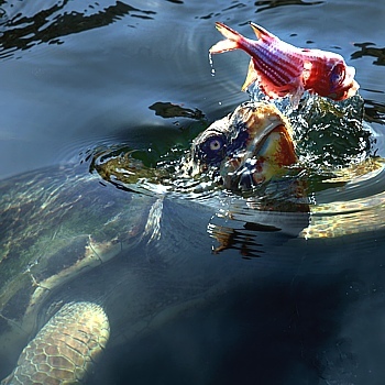 Dangerous hawksbill turtle in the swampland of Dalyan