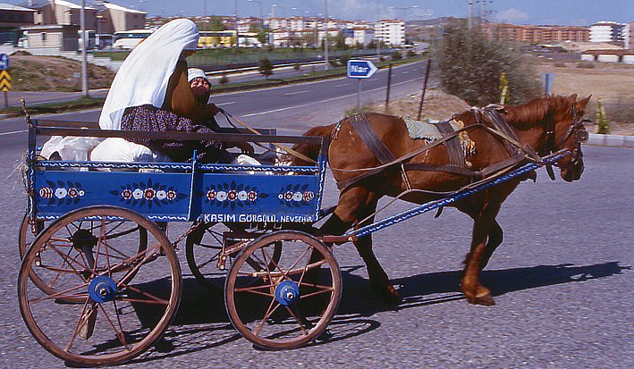 Coach in the Land of the beautiful horses