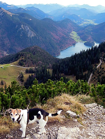 Lookout from Martinskopf summit at Herzogstand downto Walchensee