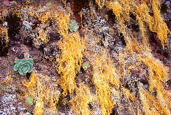 Stone plants ob the steep mountain flank of Pico Birigoyo