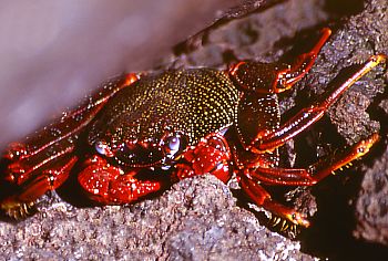 Huge colorful crabs on the beach of Los Cancajos