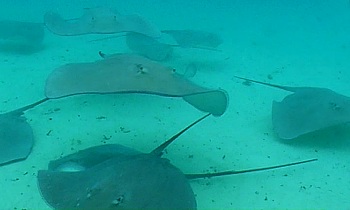 Curious Manta rays for petting