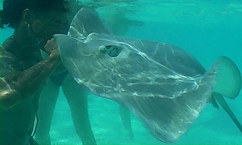 Manta Rays in touch with our guide Alphonse