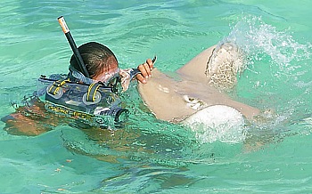 Hina films the trustful Manta Rays