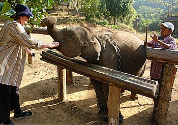 Elephant Camp in Nge Saung Jungle