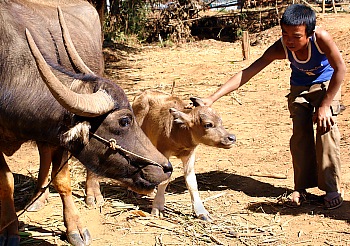 Wasserbüffelmama mit Kalb