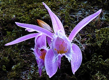 Beautiful Orchids grow on the bark of old tree giants in the rain forest