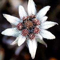 Edelweiss on the pasture above the Everest View Hotel