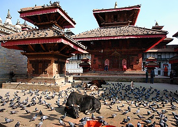 Sacred Cows in front of the Royal Palace in Kathmandu