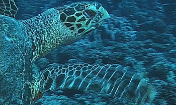 Giant sea turtle