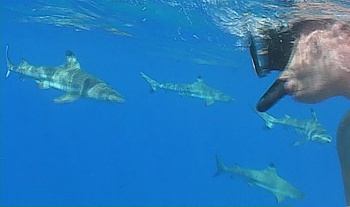 Swimming with dangerous reef sharks