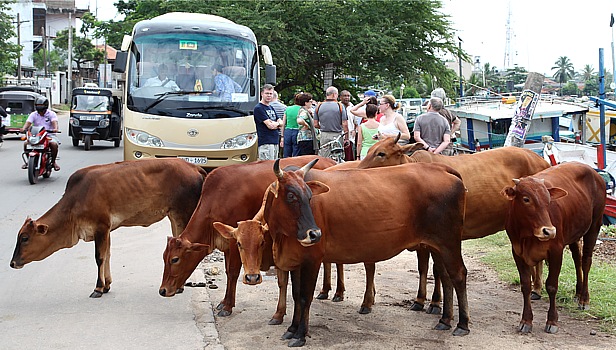 Fellow travelers on the 17 day Sri Lanka roundtrip with Djoser tour bus