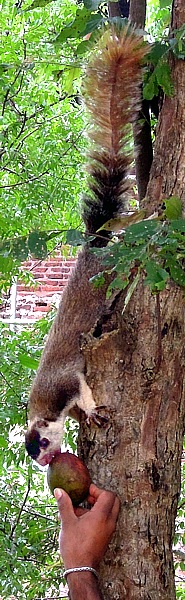 Giant squirrel in Polonnaruwa