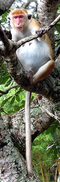 Monkey in Anuradhapura