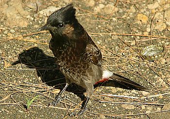 Native bird on Venus beach