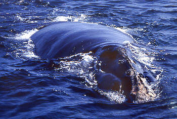 whale watching in the Bay of Fundy