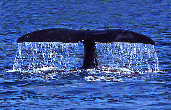 whale watching in the Bay of Fundy