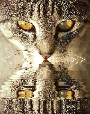 Mirror Cateyes eCard