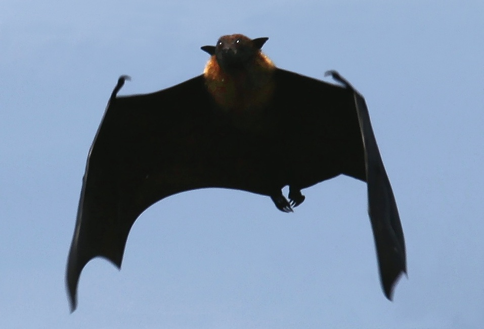 Flying foxes, fruit bats in Sri Lanka