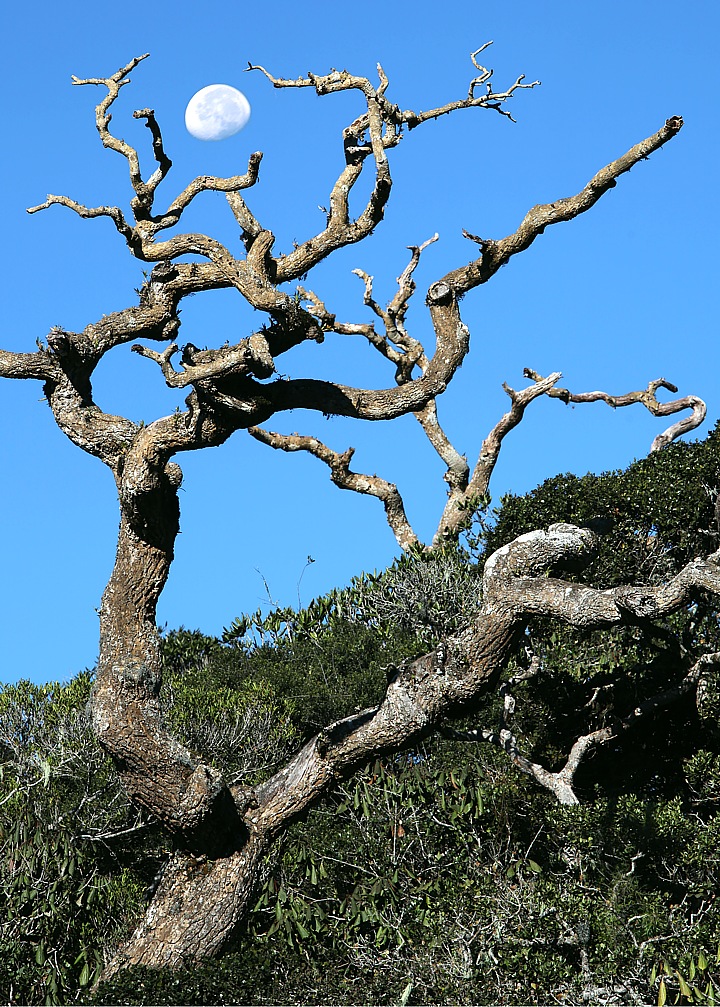 Bizarre trees in Horten Plains National Park