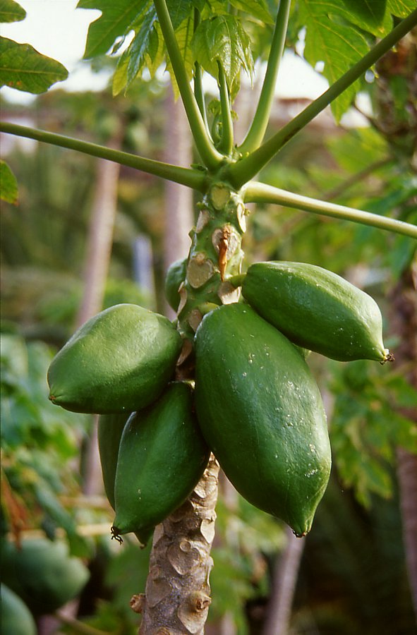 Papayas fruit