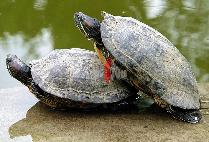 Turtle true Love or rear-end collision accident