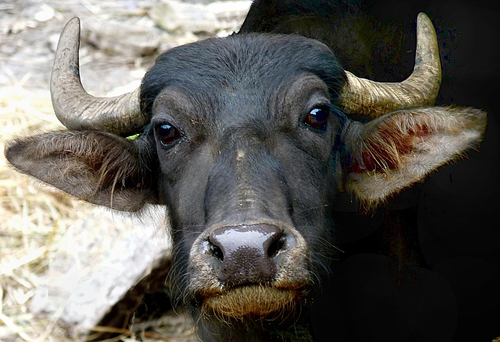 Angry young water buffalo