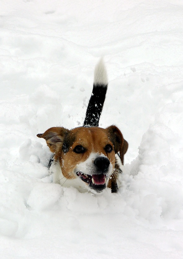 Winter romance in Munich - Jack Russell Terrier