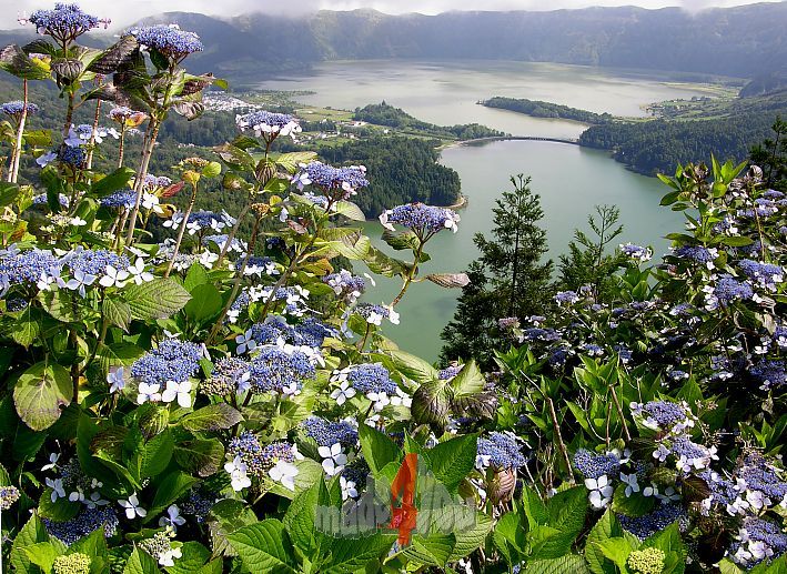 Hydrangea flowers on crater lake Cete Cidades